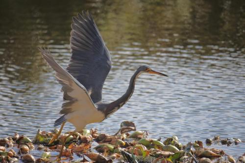 Tricolored Heron