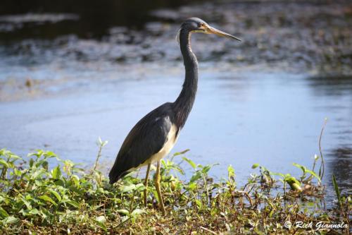 Tricolored Heron