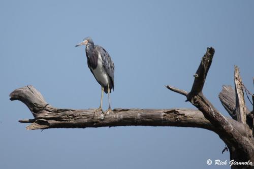 Tricolored Heron