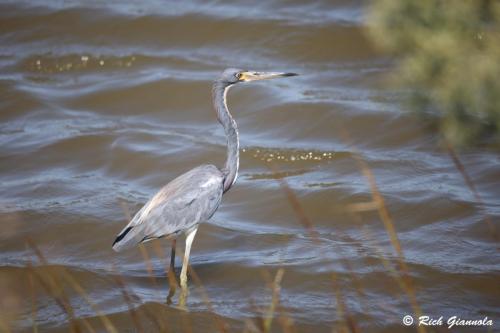 Tricolored Heron