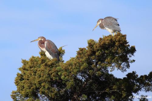 Tricolored Herons