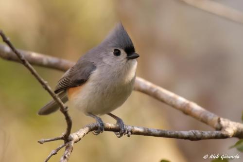 Tufted Titmouse