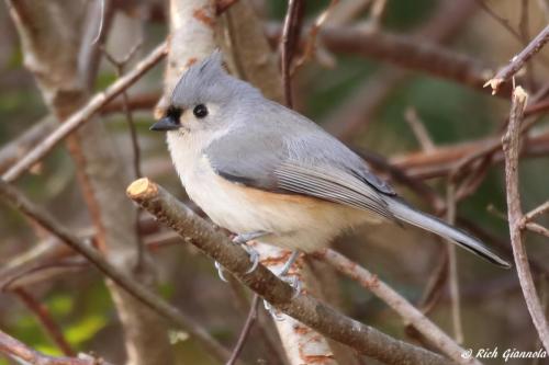 Tufted Titmouse