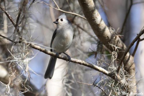 Tufted Titmouse