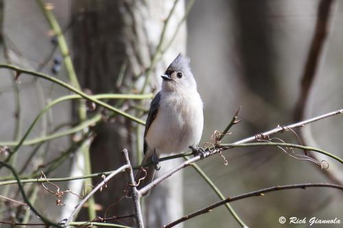 Tufted Titmouse