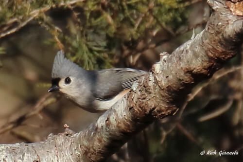 Tufted Titmouse on a branch