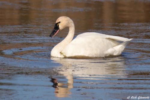 Tundra Swan