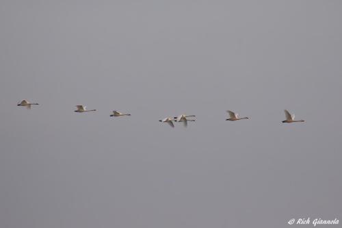 Tundra Swan