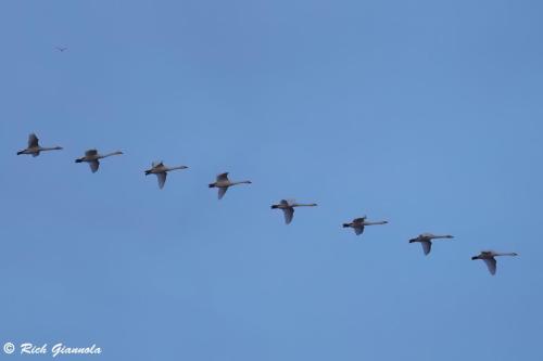 Tundra Swans