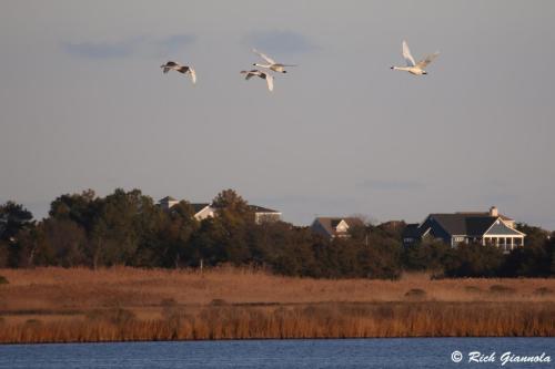 Tundra Swans