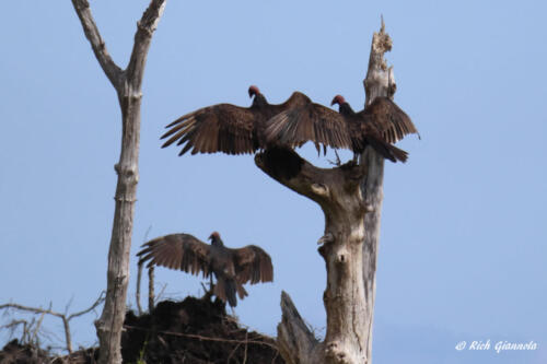 Three Turkey Vultures sunning