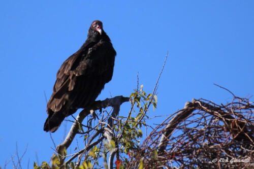 A Turkey Vulture resting up