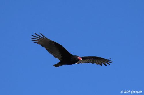 Turkey Vulture