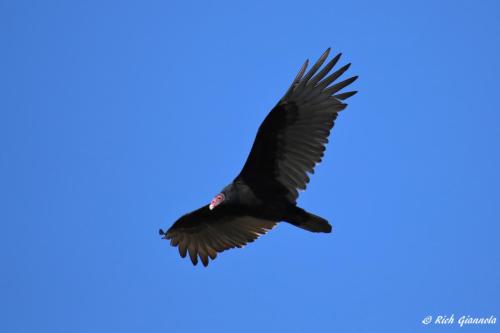 Turkey Vulture