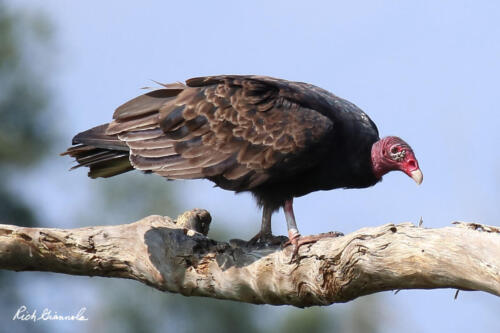 Turkey Vulture balancing on a branch