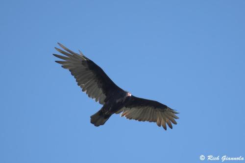 Turkey Vulture