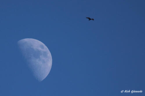 Turkey Vulture flying past the moon