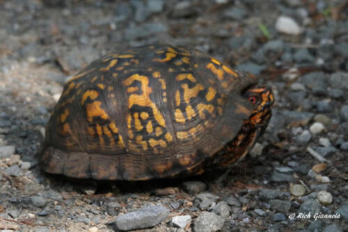 A turtle playing peek-a-boo