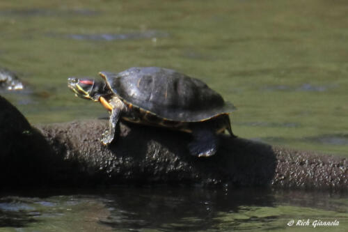 A turtle getting some sun