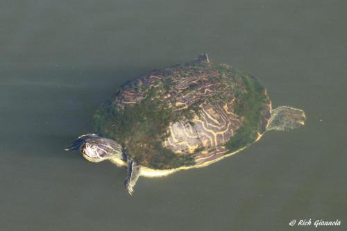 Turtle