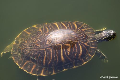 Turtle