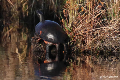 A wet turtle warms up in the sunshine