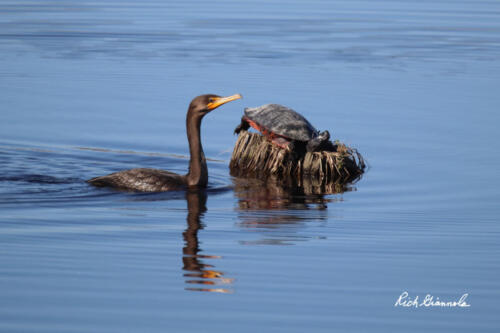 A turtle and a double-crested cormorant in Blackwater NWR
