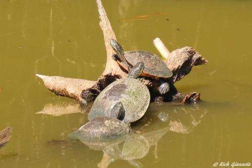 Turtles