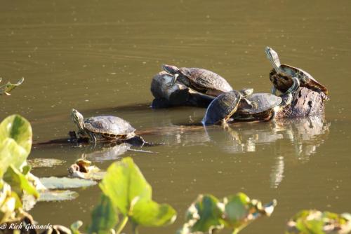 Turtles