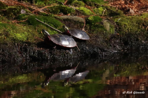 Turtles sunning themselves