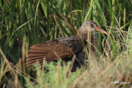 A Virginia Rail sneaking through the grass