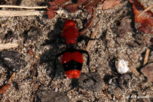 Virginia Wasp crawling on the ground