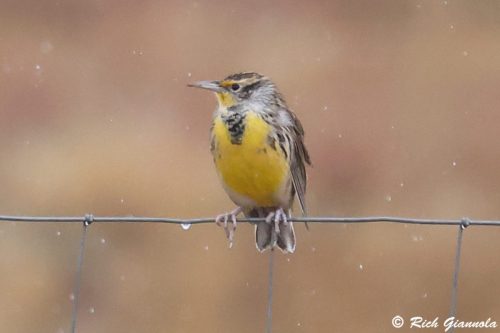 Western Meadowlark