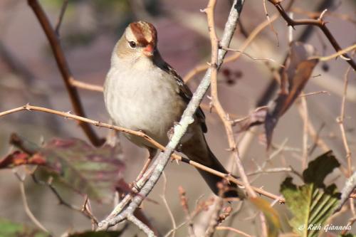 White-Crowned Sparrow