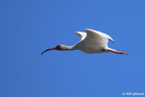 White Ibis