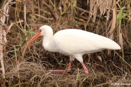 White Ibis