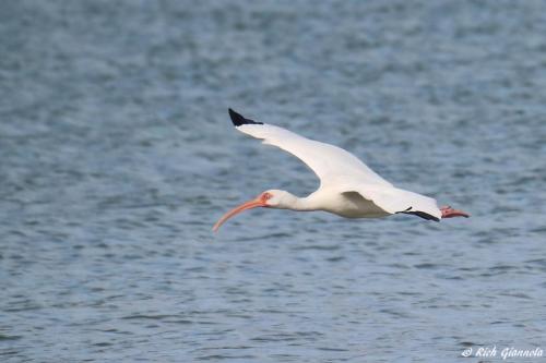 White Ibis