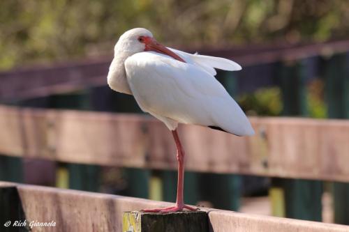 White Ibis