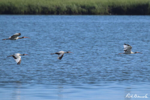 Immature White Ibises on the wing