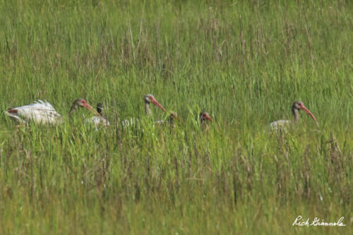 Immature White Ibises almost hidden by the grass