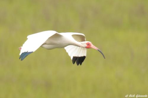 White Ibis