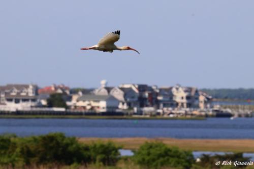 White Ibis