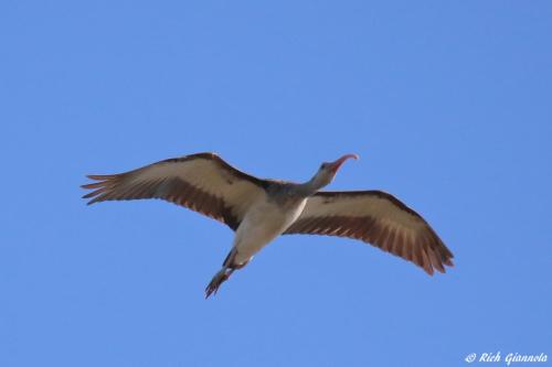 White Ibis