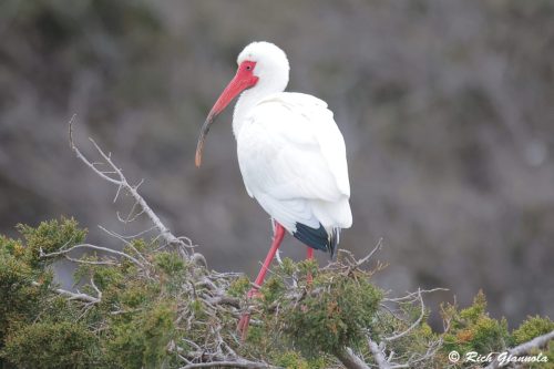 White Ibis