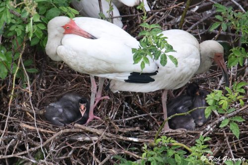 White Ibis