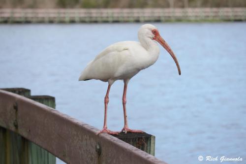 White Ibis