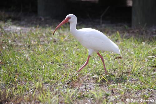 White Ibis