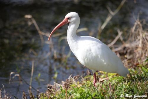 White Ibis