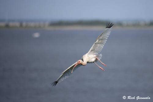 White Ibis