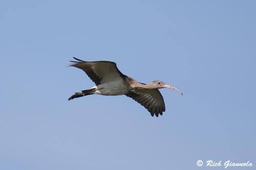 White Ibis